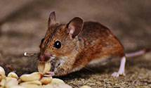 24 Hour & Emergency Exterminators in Troy Mills, IA